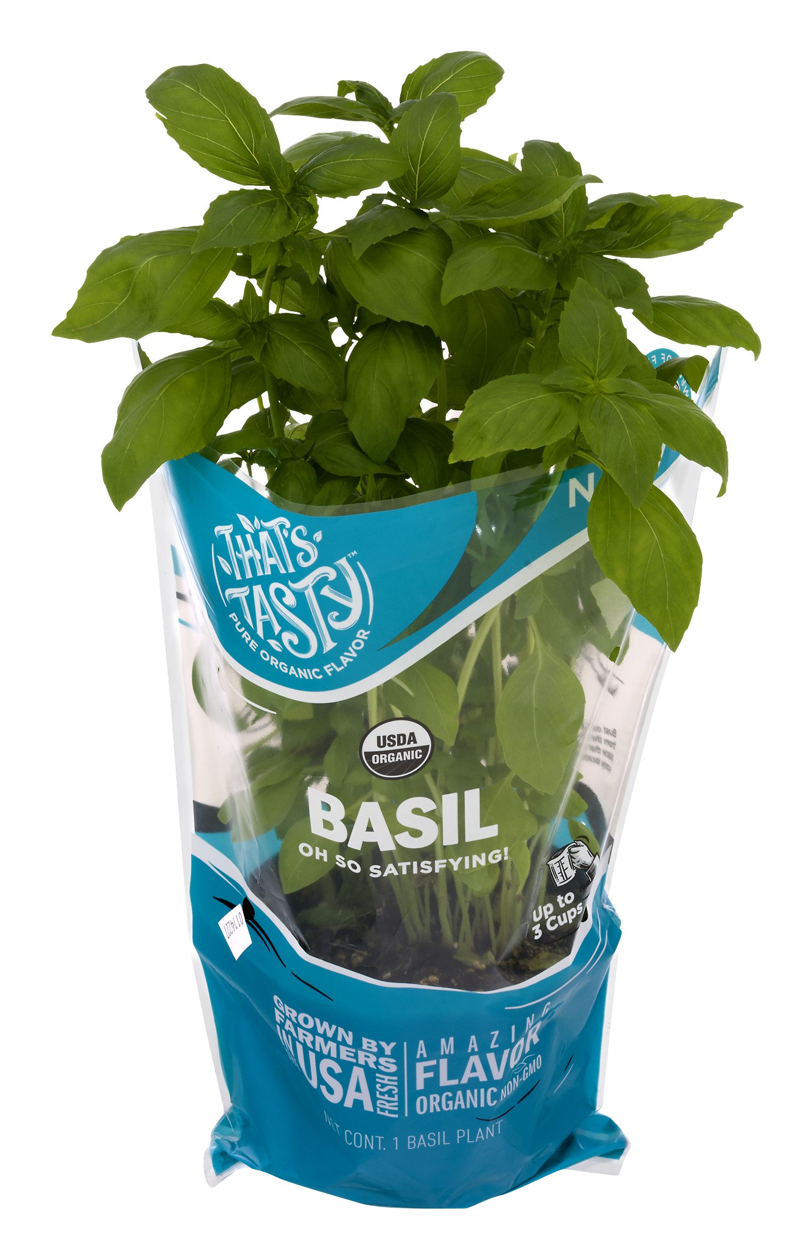 That s Tasty Living Basil Organic 6 Inch 1 pot GIANT