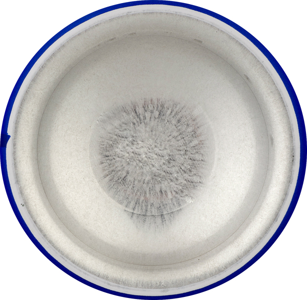 Planogram Bottom