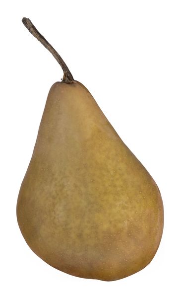 Bosc Pear, Large