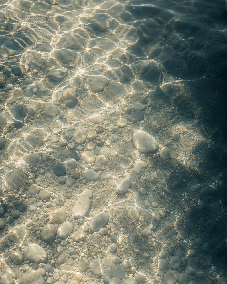 Posidonia oceanica