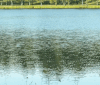 Nature Image