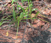 Nature Image