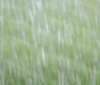Nature Image