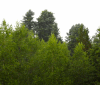 Nature Image