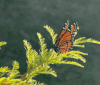 Nature Image