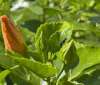 Nature Image