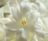 Nature Image
