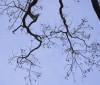 Nature Image