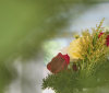 Nature Image