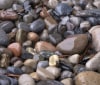 Nature Image