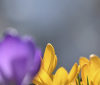 Nature Image