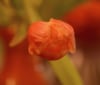 Nature Image