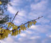 Nature Image