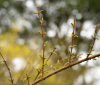 Nature Image
