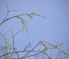 Nature Image