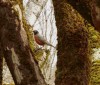 Nature Image