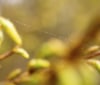Nature Image