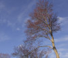 Nature Image