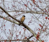 Nature Image