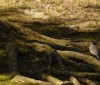 Nature Image