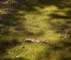 Nature Image