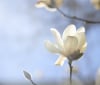 Nature Image