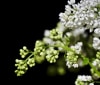 Nature Image