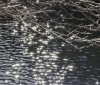 Nature Image