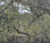 Nature Image