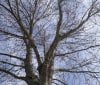 Nature Image