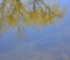 Nature Image