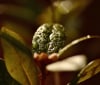 Nature Image