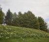 Nature Image