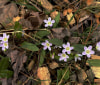 Nature Image
