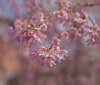Nature Image