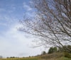 Nature Image