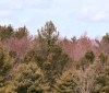 Nature Image