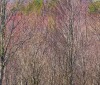 Nature Image