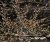 Nature Image