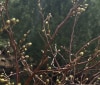 Nature Image