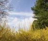 Nature Image