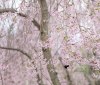 Nature Image