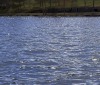 Nature Image