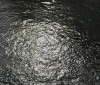 Nature Image