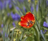Nature Image