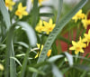 Nature Image
