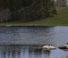 Nature Image