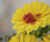 Nature Image