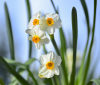 Nature Image