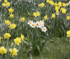 Nature Image